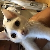 benard_kutto 6705